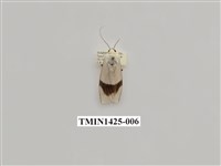 藏品(燈蛾科)的圖片